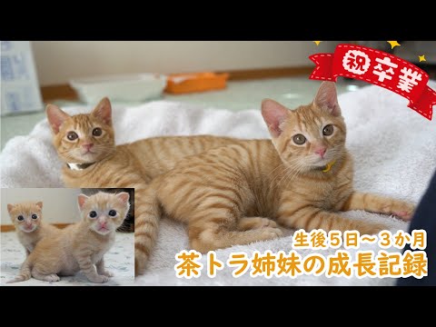 【祝卒業】保健所からやってきた茶トラ姉妹、３か月間の成長記録