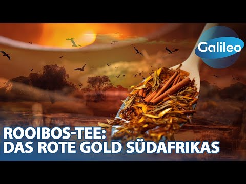 Das rote Gold Südafrikas: Wie wird Rooibos-Tee hergestellt?