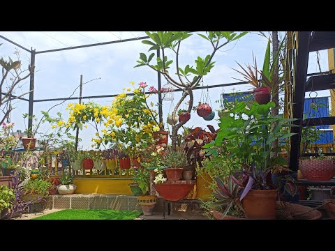 Dhire dhire garden fir se thik thak dikhne lag rahen hai...Mousumi Mondal ... #terracegardenindia 