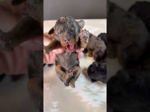 Mini Cavapoo baby puppies. Just a few days old