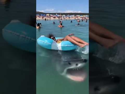 βShark Attacked Swimmers #sharkattack #oceanwarning