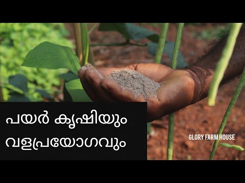 പയറിന്റെ ശരിയായ കൃഷിരീതി | Payar Krishi | Glory Farm House