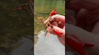 First He’s Feisty Then He’s a Chill Guy! #animals #nature #shorts