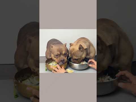 #恶霸犬 #干饭狗的日常 #萌宠出道计划 马上进入更年期了 最近可能会有点暴躁😄见谅啊