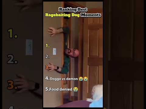 RAGEBAITING DOG Moments ๐ญ๐ญ