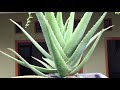 Aloe Vera Knowledge Assessment
