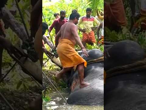 เดฎเดฐเดฃเดเตเดเดคเตเดชเตเดชเดฟเตฝ เดชเตเดคเดเตเด เดเดจ... เดเตเดตเตป เดชเดฃเดฏเด เดตเดเตเดเต เดฐเดเตเดทเดพเดธเดเดเด spine chilling rescue mission #vazhakulammanoj