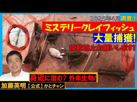 大量捕獲!身近に潜む?危険外来生物ミステリークレイフィッシュ!拡散防止お願いします!Marbled crayfish, Procambarus virginalis≫ 加藤英明【公式】かとチャン