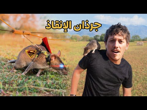 الجرذان التي أنقذت البشرية من الموت - Superhero Rats 🐀🦸🏻‍♂️