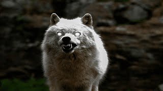 Sightings Of The Waheela | The Mysterious Cryptid From The Nahnni Valley