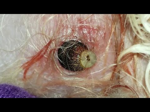 Enormous Cuterebra Extracted From Tiny Kitten's Neck (Part 68)