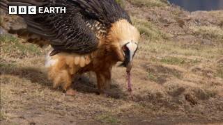 The Himalayan Predator That Eats Bones to Survive | Hidden India | BBC Earth