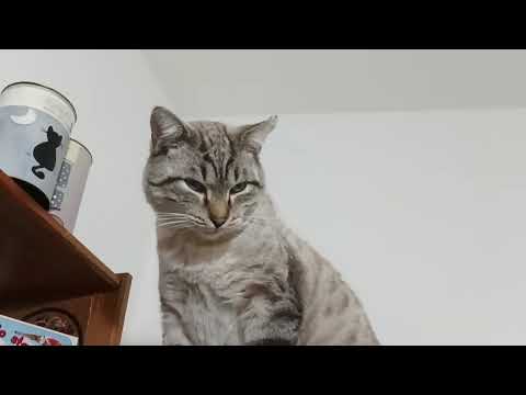 Cutest Sleepy Cat Moments Ever Caught On Camera