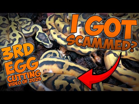Scrambler x Pied EGG CUTTING! #ballpython #scrambl Join this channel to get access to perks_
https_//www.youtube.com/channel/UC4DvlgWFFJsZmlXxULrl6vA/j