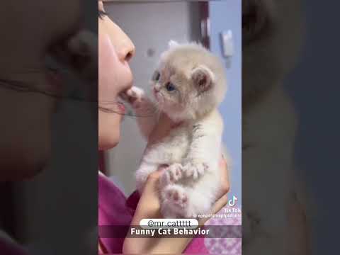 #cat