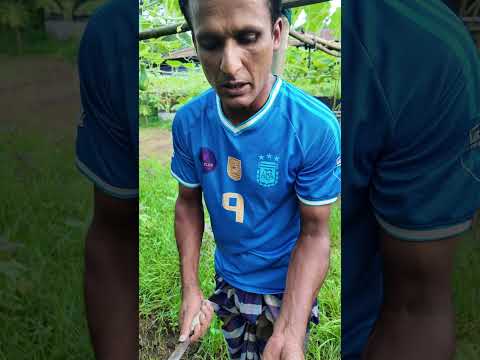 লাউয়ের সর্বনাশী রোগ #bottlegourd #লাউ #farming #farmers #লাউ_চাষ #লাউ_গাছের_পরিচর্যা #agriculture