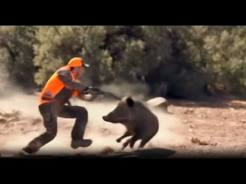 WILD BOAR HUNTING || Best Scenes ||SEASON: 2025- PART 7