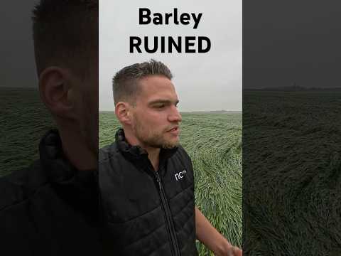 Barley gets flattened by rain!! #dairy #farming #canadiandairyfarm #fyp