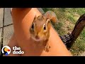 Download Lagu Chipmunk Gets So Jealous When His Favorite Girl Talks To Other Chipmunks | The Dodo Wild Hearts Mp3
