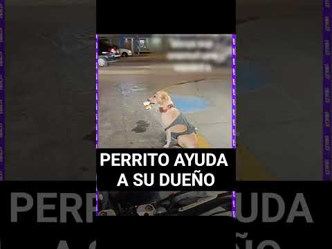 Perrito ayuda a su dueño #Perrito #Dueño