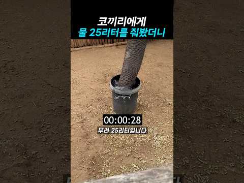 코끼리에게 <strong>물</strong> 25리터를 줘봤더니