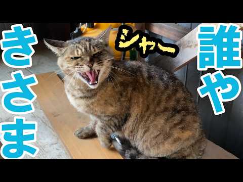 亡き母が残した愛猫。仲良しになれたと思ったら・・涙の結末に