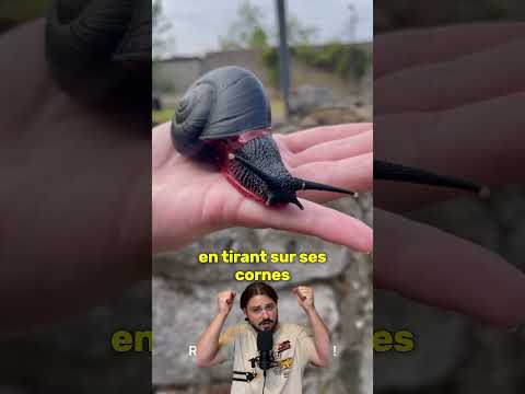 L'arme secrète des escargots 🐌#culturegenerale #nature #insecte #escargot #dard