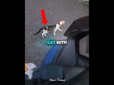the cat’s head was stuck in a can.❤️🩹 #shorts