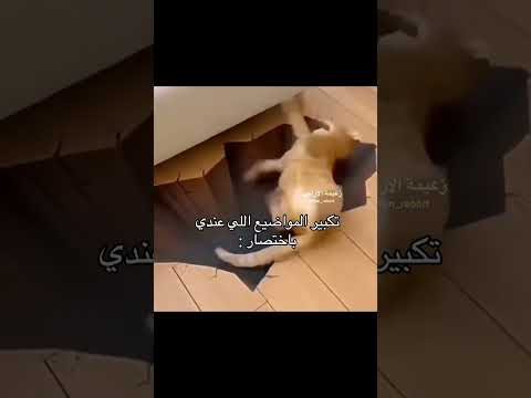 فـ/ كرتونك المفضل ؟! #زعيمة_الأرانب #ميمز #اكسبلور #كوميديات #رياكشنات #ترند