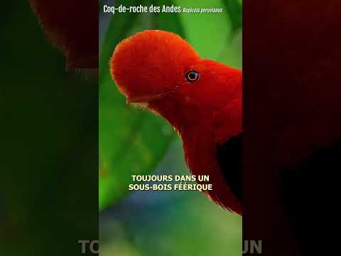 Coq-de-roche péruvien