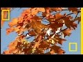 Fall Foliage Experience and Emotions
