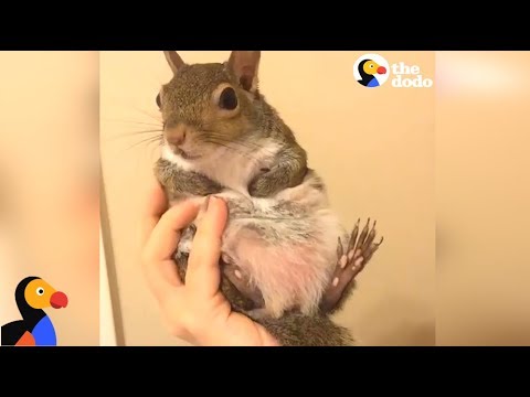 Squirrel Saved From Hurricane Is SPOILED by Her Mom