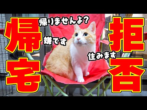 猫の動画サムネイル - ロビンが家に帰ってこなくなりました。