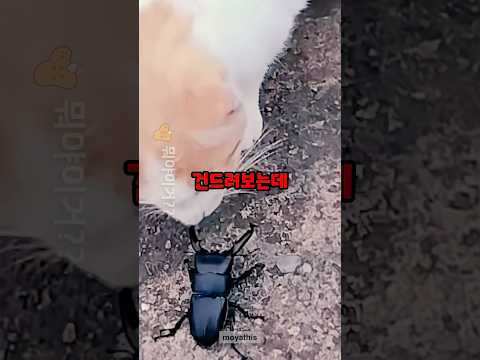 야옹아 풍뎅이는 건들지마라