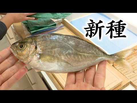 凄い人がうちに来ました。新しい魚を【つくった】みたいです！