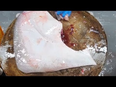 yant is live(cara mudah potong pari)