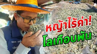 หญ้าไร้ค่า..ใครบอก! 'หญ้านางนวล' ขายได้เกือบพัน มีขายเฉพาะต้นปีหลังเกี่ยวข้าว