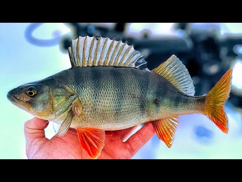 ALKUTALVEN SEKAPILKINTÄÄ | AHVENEN PILKINTÄ | POTKUKELKOILLA PELIPAIKOILLE