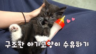 젖먹이 아기 고양이를 구조하게 되었다면 이거부터 하세요!