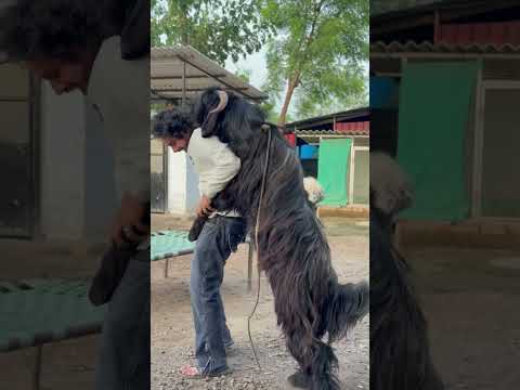 Ye bakra kya karraha the mere sath🤔 #vines_hameed