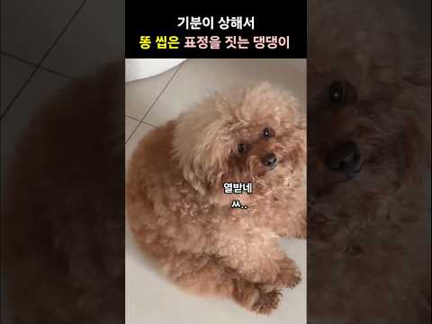 주인때문에 기분이 상해 똥 씹은 표정으로 째려보는 댕댕이