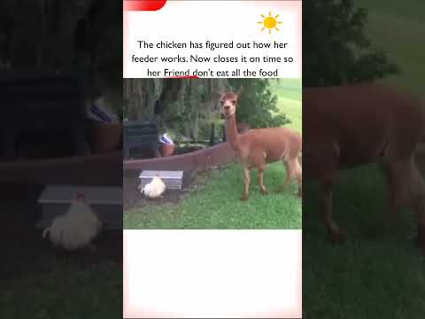Not so Friend -