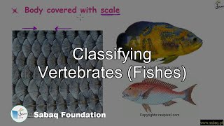 Classifying Vertebrates (Fishes)
