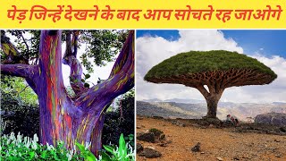 10 ऐसे रहस्यमई पेड़ जिन्हें देखने के लिए नसीब लगता है #TheMysteriousTree