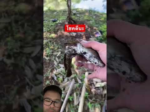 โชคดีของเจ้าปลาช่อน #goodluck #fish #shortvideo #amazing #animals #remix