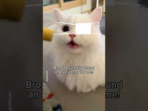 The plot twist you didn't see coming 😭 #shorts #cat #funny
