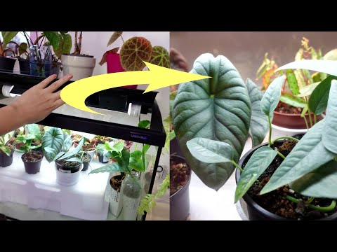 Парник для 20 комнатных растений  - комнатная теплица и ее жильцы с названиями.