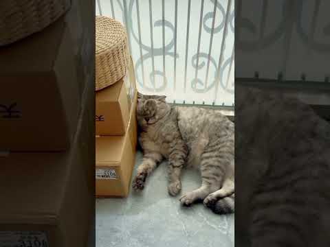 Dapat mainan asyikk nih oyenn #catcomedy #funnycat #kucinglucu
