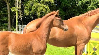 Hanoverian foal show 2023 - Hanoverian filly by Ibiza Dream