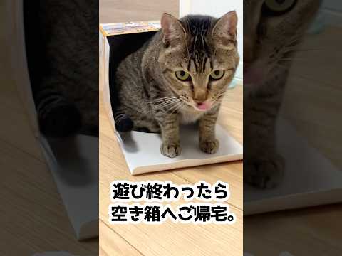 ペットショップでよく見るアレを買ってみた！ #でるでる自販機 #shorts #保護猫 #猫のいる暮らし #ドギーマン